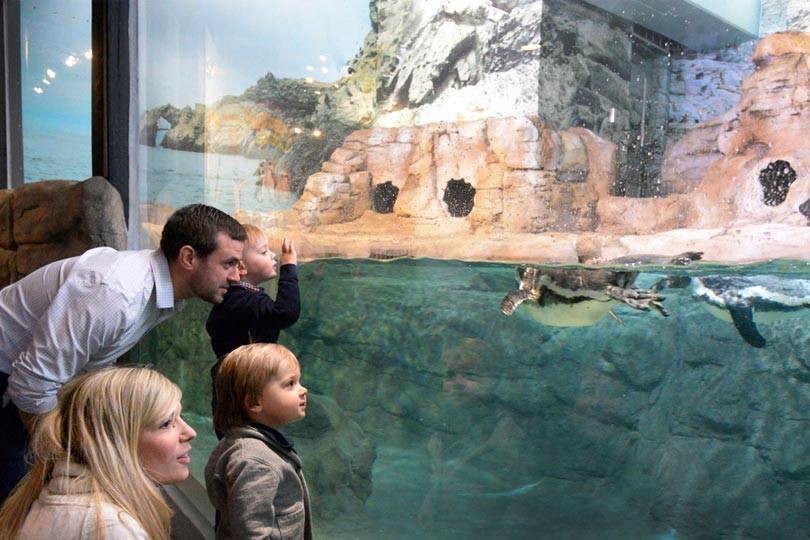 Observe Humboldt penguins swimming in their pool at the Aquarium of Niagara's Penguin Coast exhibit
