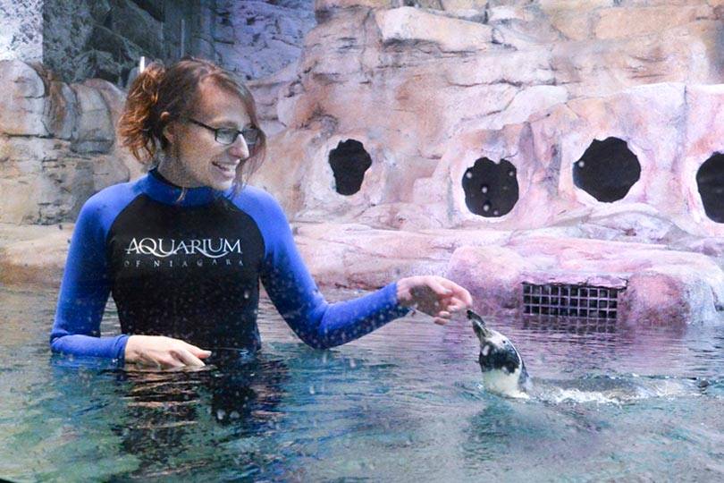 A trainer at the Aquarium of Niagara interacts with a Humboldt penguin at the Aquarium's Penguin Coast exhibit