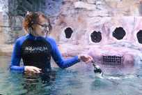 A trainer at the Aquarium of Niagara interacts with a Humboldt penguin at the Aquarium's Penguin Coast exhibit