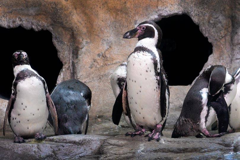 Humboldt penguins are featured at the Aquarium of Niagara's Penguin Coast exhibit