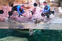 Trainers at the Aquarium of Niagara interact with Humboldt penguins at the Aquarium's Penguin Coast exhibit