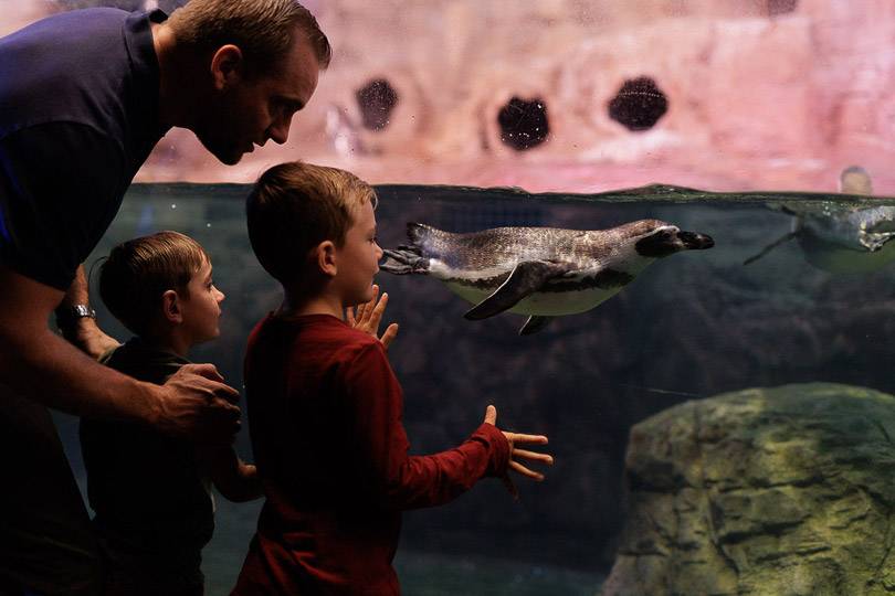 A father and sons watching penguins swim at Niagara Falls Aquarium