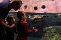 A father and sons watching penguins swim at Niagara Falls Aquarium