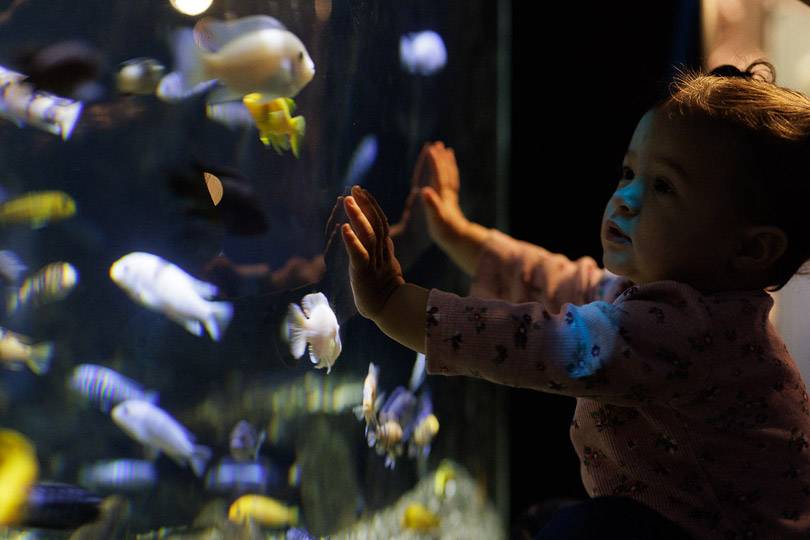 A small child watching fish swim at Niagara Falls Aquarium