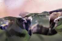 Penguin faces looking underwater at Niagara Falls Aquarium