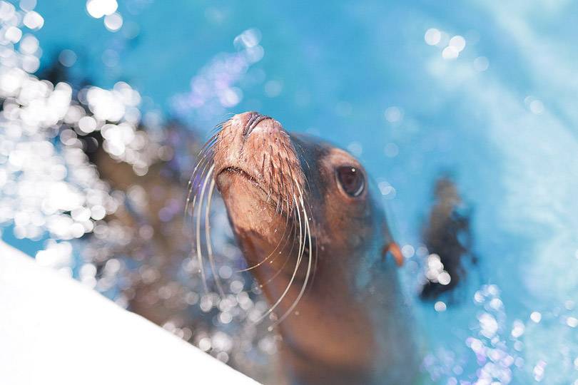 A sea lion at Niagara Falls Aquarium